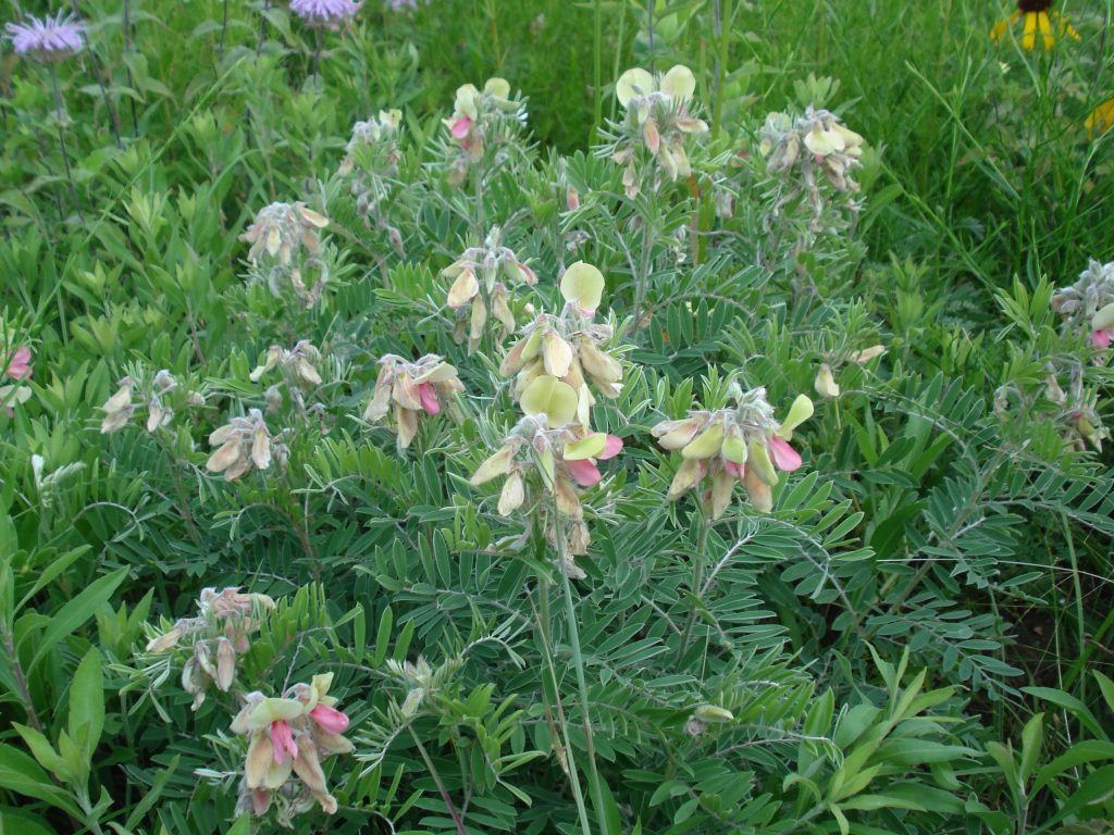Goat's Rue | Hamilton Native Outpost