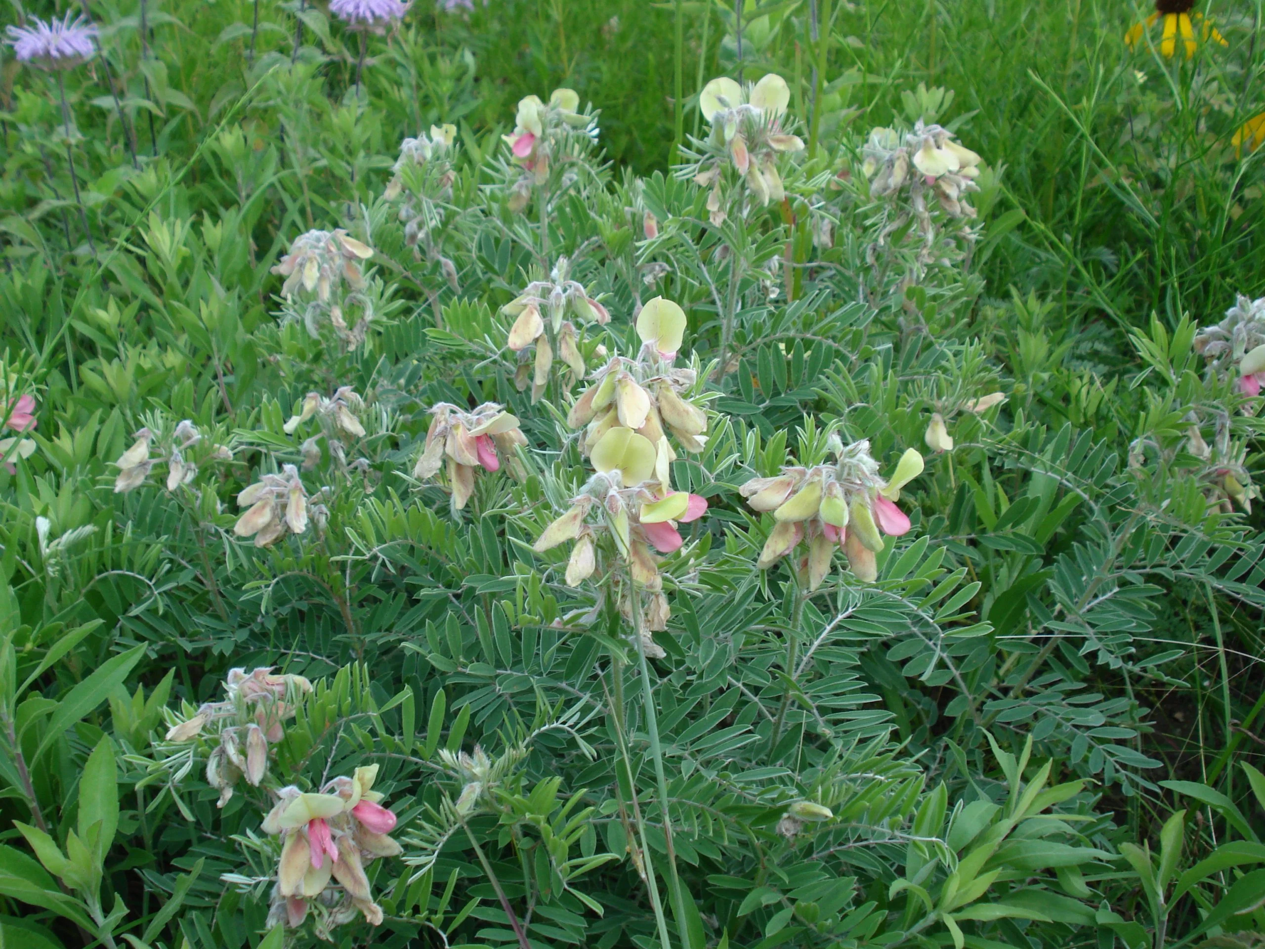 Goat's Rue (Tephrosia virginiana), wildflower, hamilton native outpost