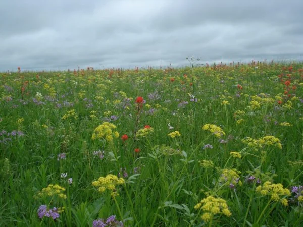 Golden Alexander (Zizia aurea), Indian Paintbrush (Castilleja coccinea), wildflowers, Hamilton native Outpost