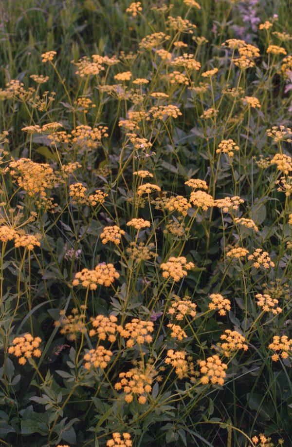 Golden Alexanders (Zizia aurea), native wildflower, Hamilton Native Outpost