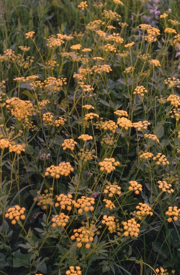 Golden Alexanders (Zizia aurea), native wildflower, Hamilton Native Outpost
