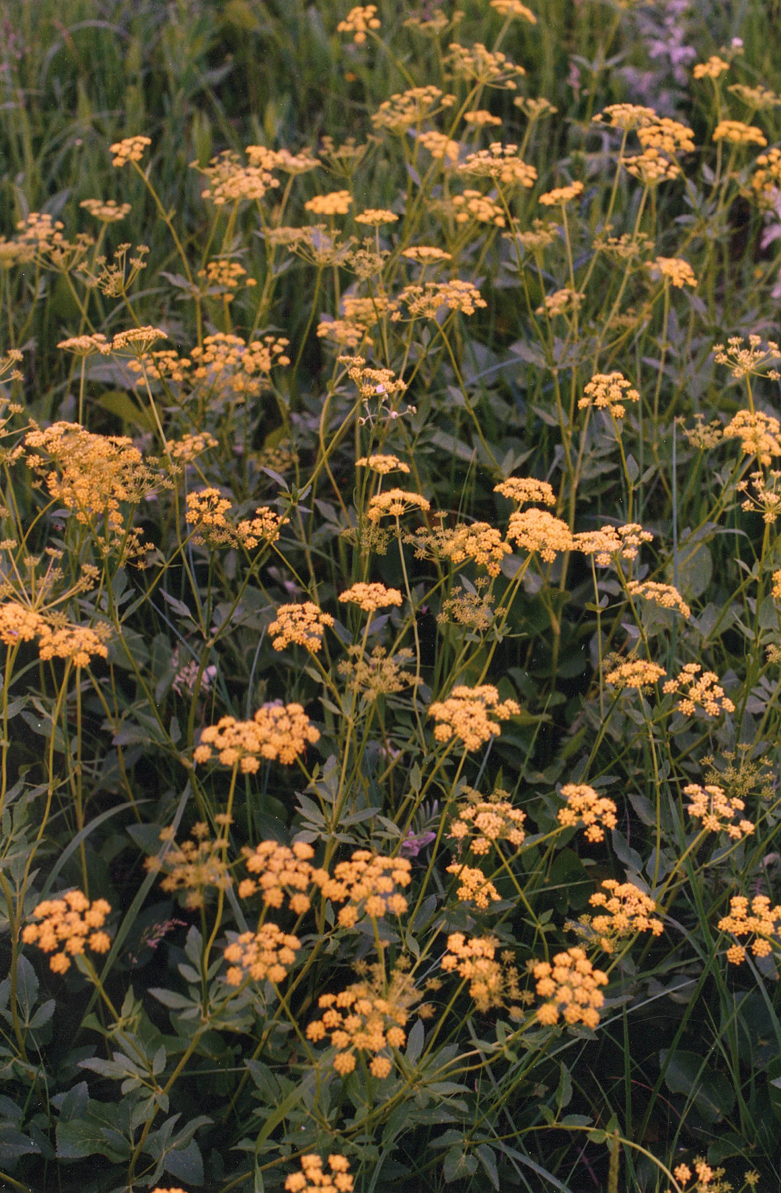 Golden Alexanders (Zizia aurea), native wildflower, Hamilton Native Outpost