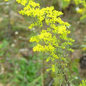 Gray Goldenrod (Solidago nemoralis), wildflower, Hamilton Native Outpost