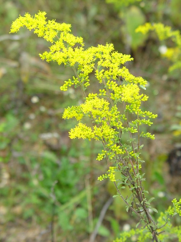 Gray Goldenrod (Solidago nemoralis), wildflower, Hamilton Native Outpost