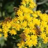 Rigid Goldenrod (Solidago rigida) with honeybee, wildflower, Hamilton Native Outpost