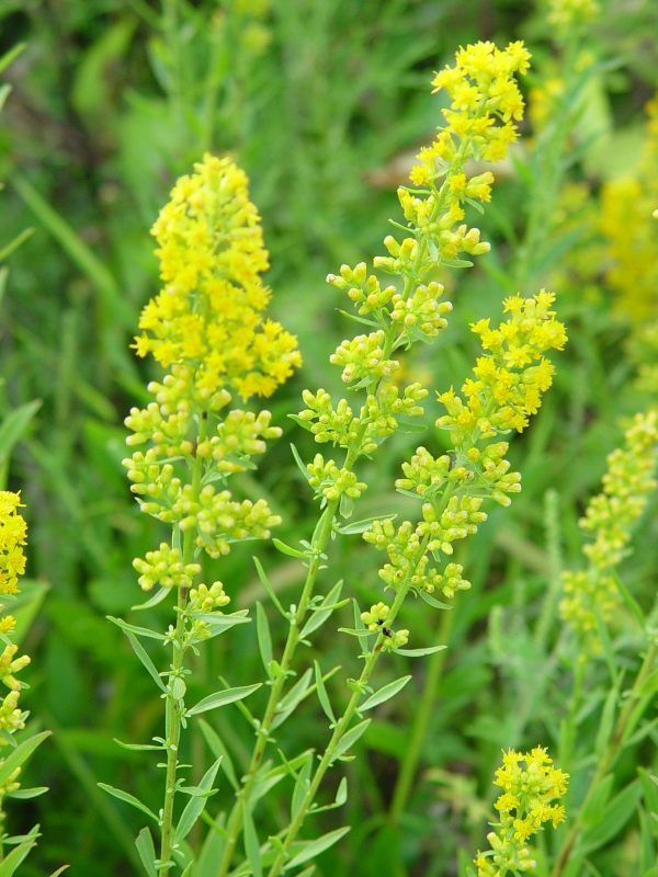Showy Goldenrod (Solidago speciosa), wildflowers, Hamilton Native Outpost