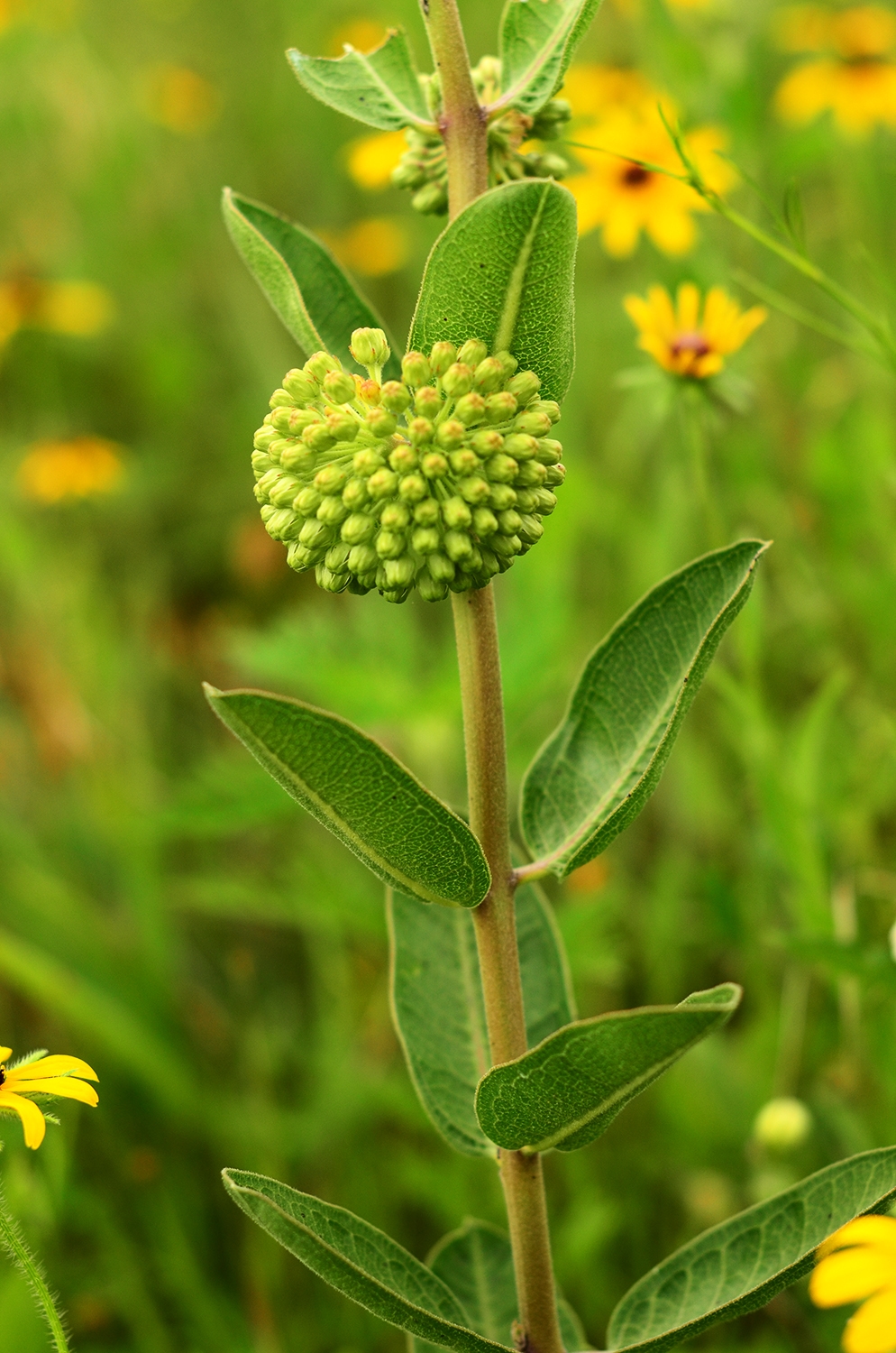 Milkweed, Tall Green