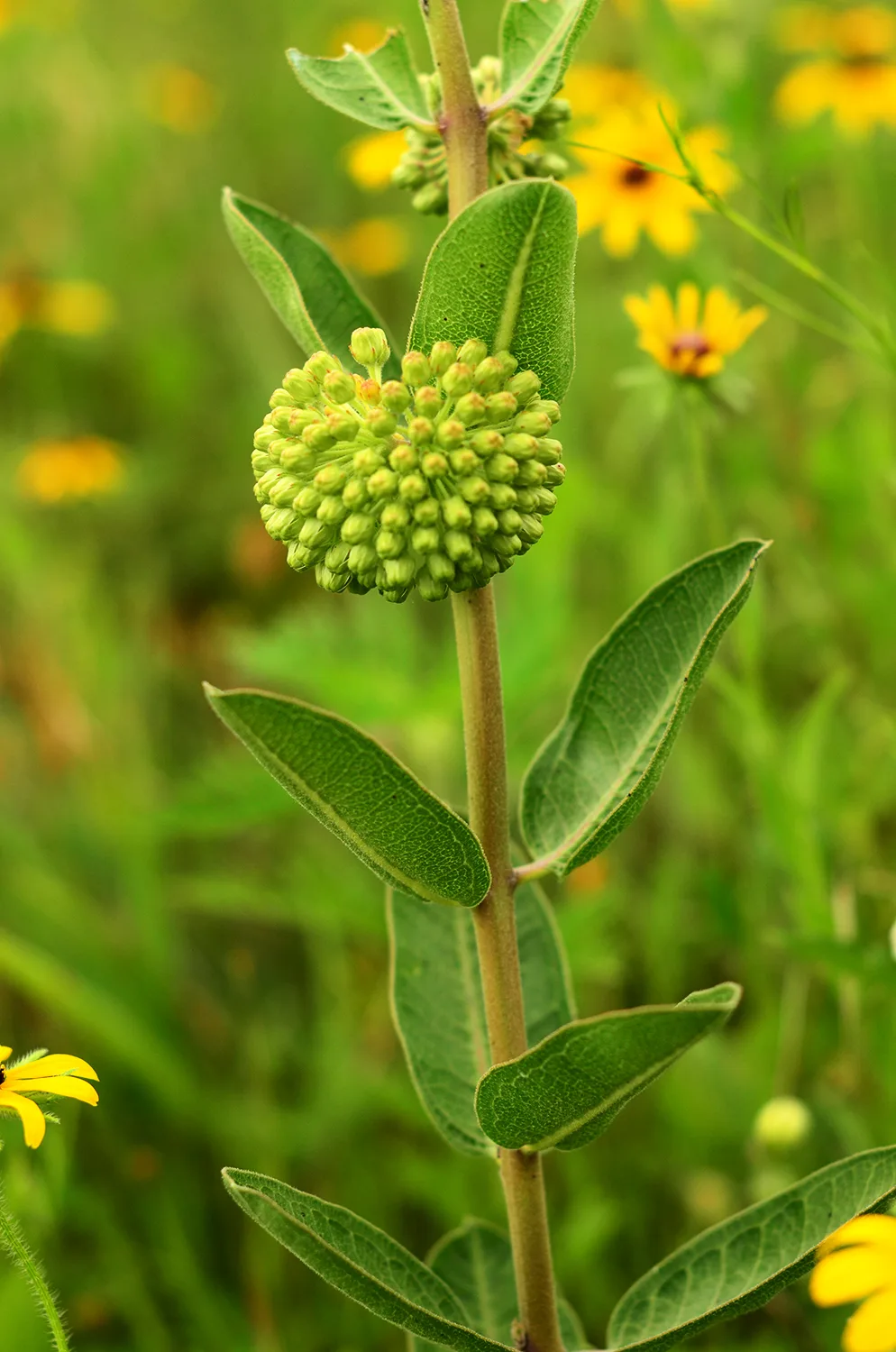 Milkweed, Tall Green