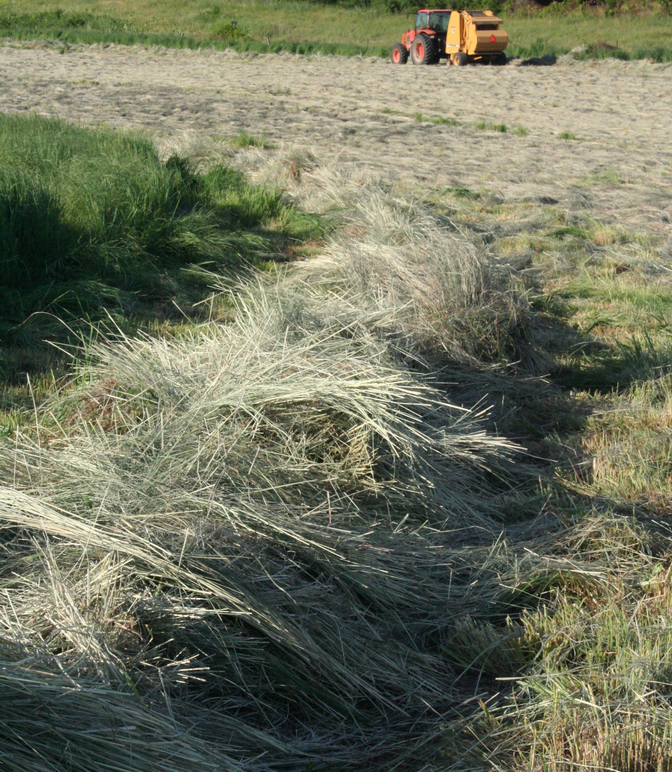 fescue grass hay