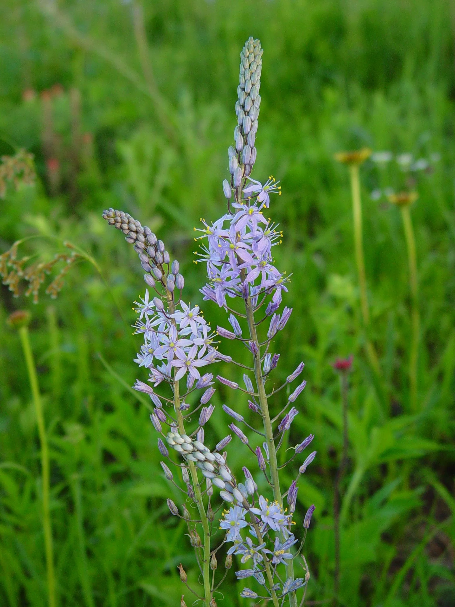 Wild Hyacinth (Camassia scilloides), wildflower, Hamilton Native Outpost
