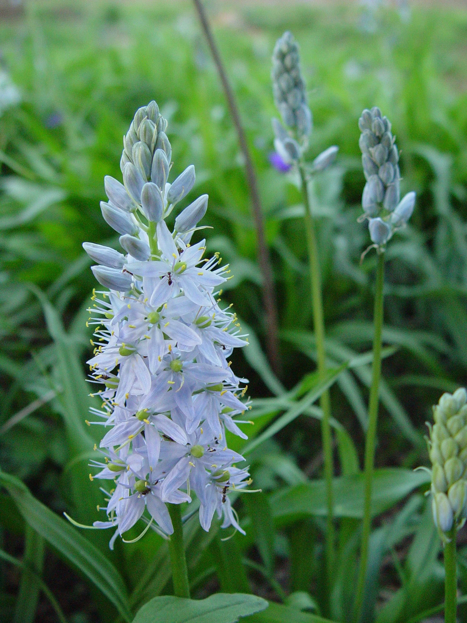 Wild Hyacinth (Camassia scilloides), wildflower, Hamilton Native Outpost