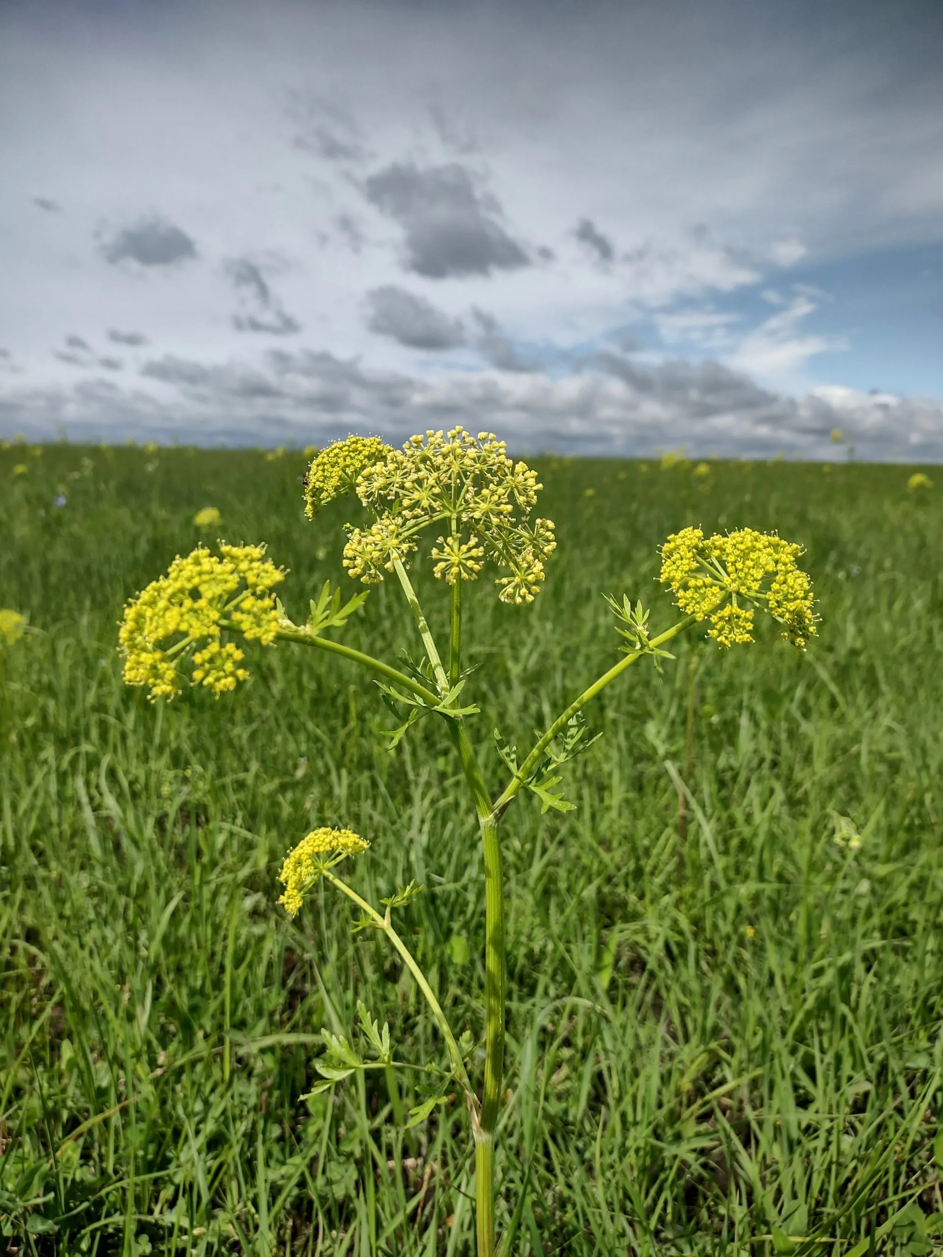 Prairie Parsley - Image 2