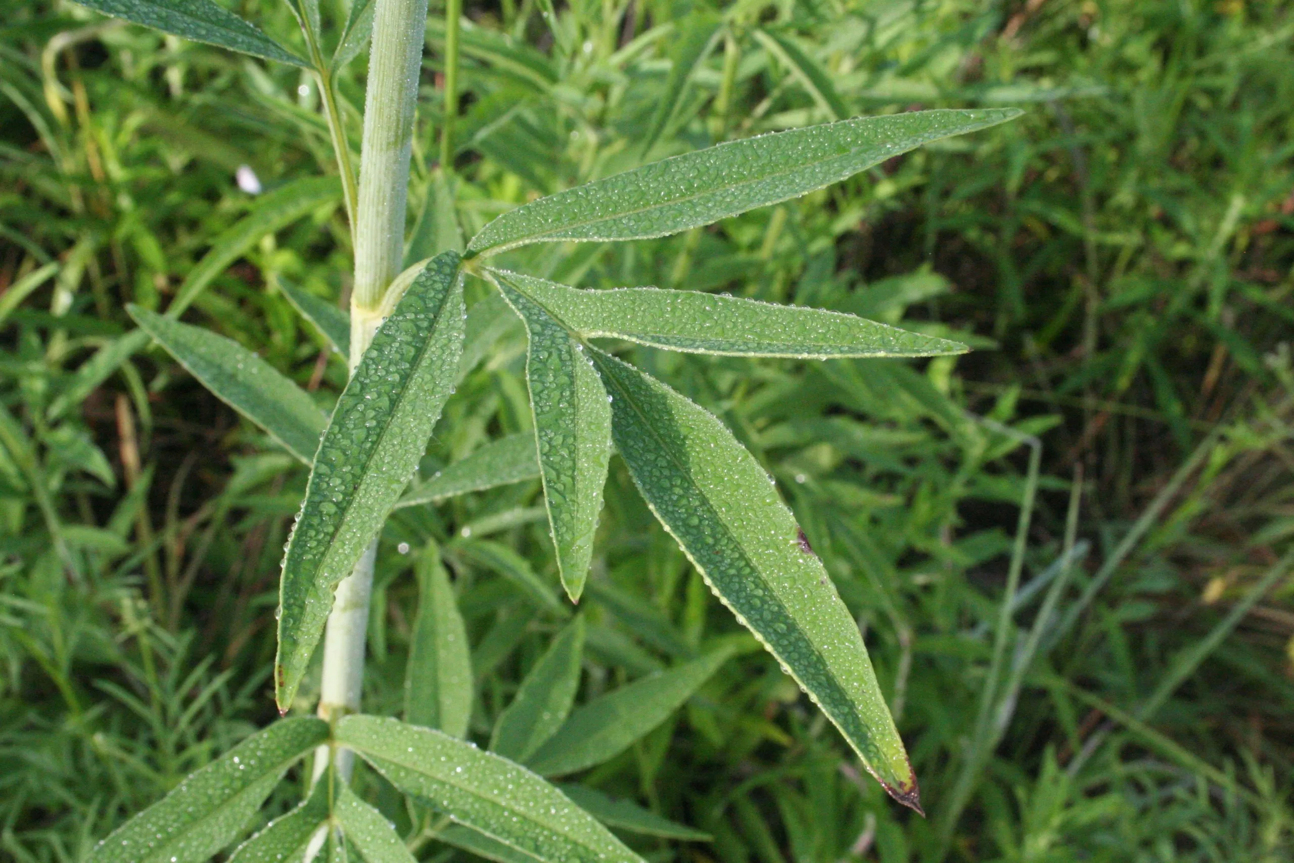 Coreopsis, Tall - Image 2