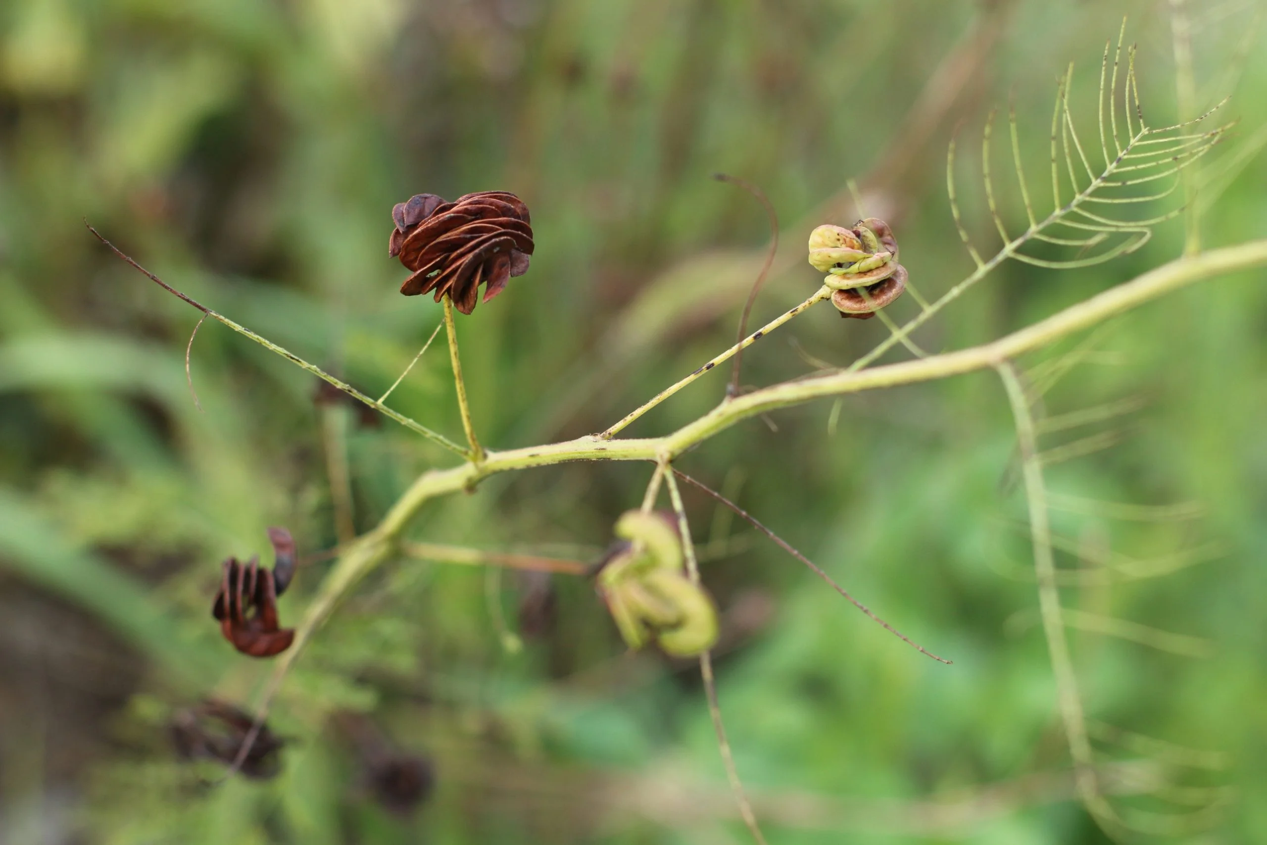 Illinois Bundleflower (Desmanthus illinoensis), wildflower, Hamilton Native Outpost