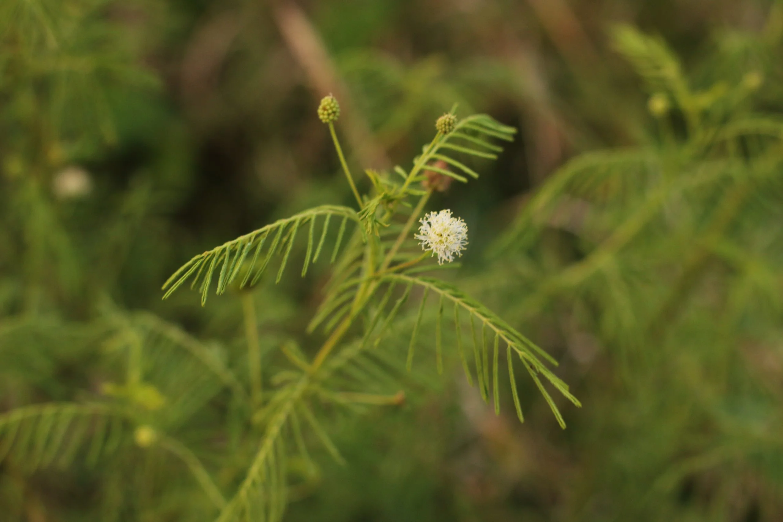 Illinois Bundleflower (Desmanthus illinoensis), wildflower, Hamilton Native Outpost