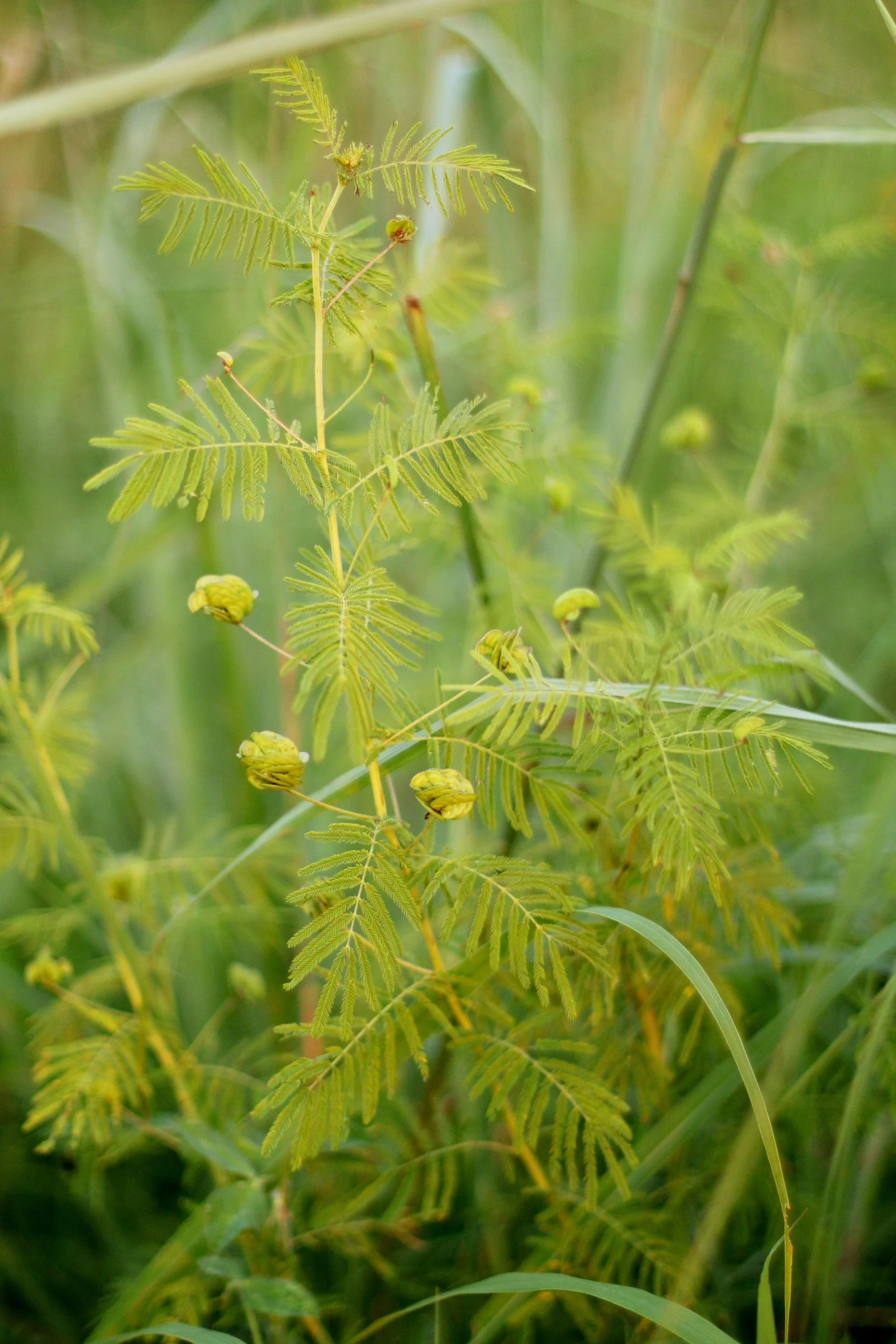 Illinois Bundleflower (Desmanthus illinoensis), wildflower, Hamilton Native Outpost