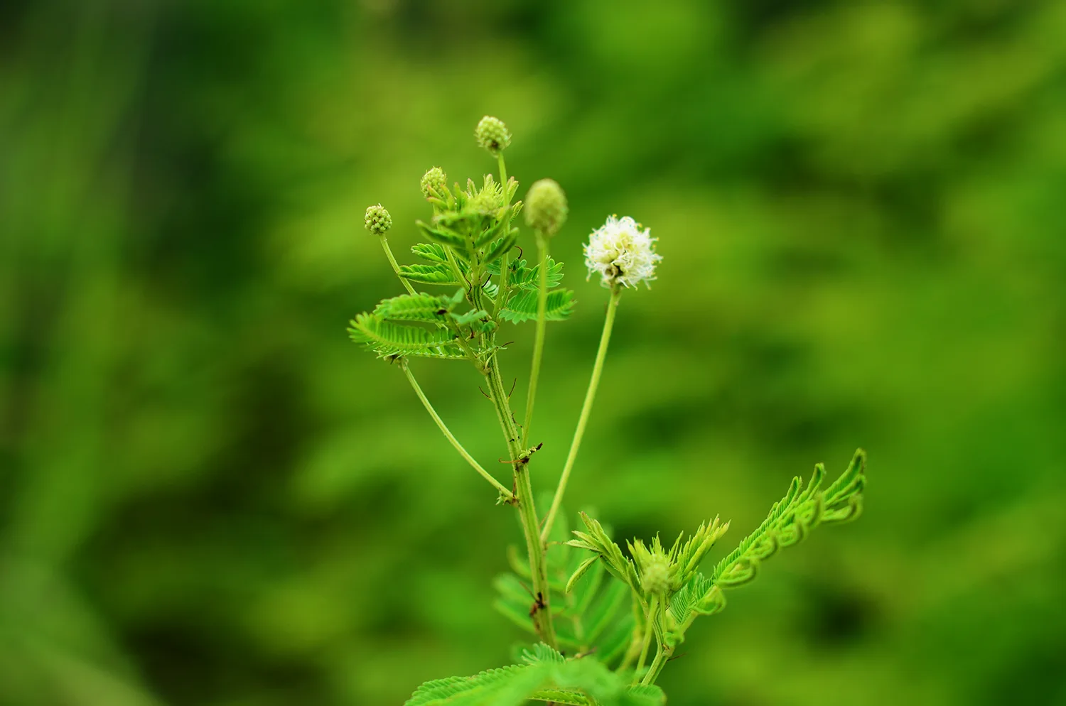 Illinois Bundleflower - Image 3