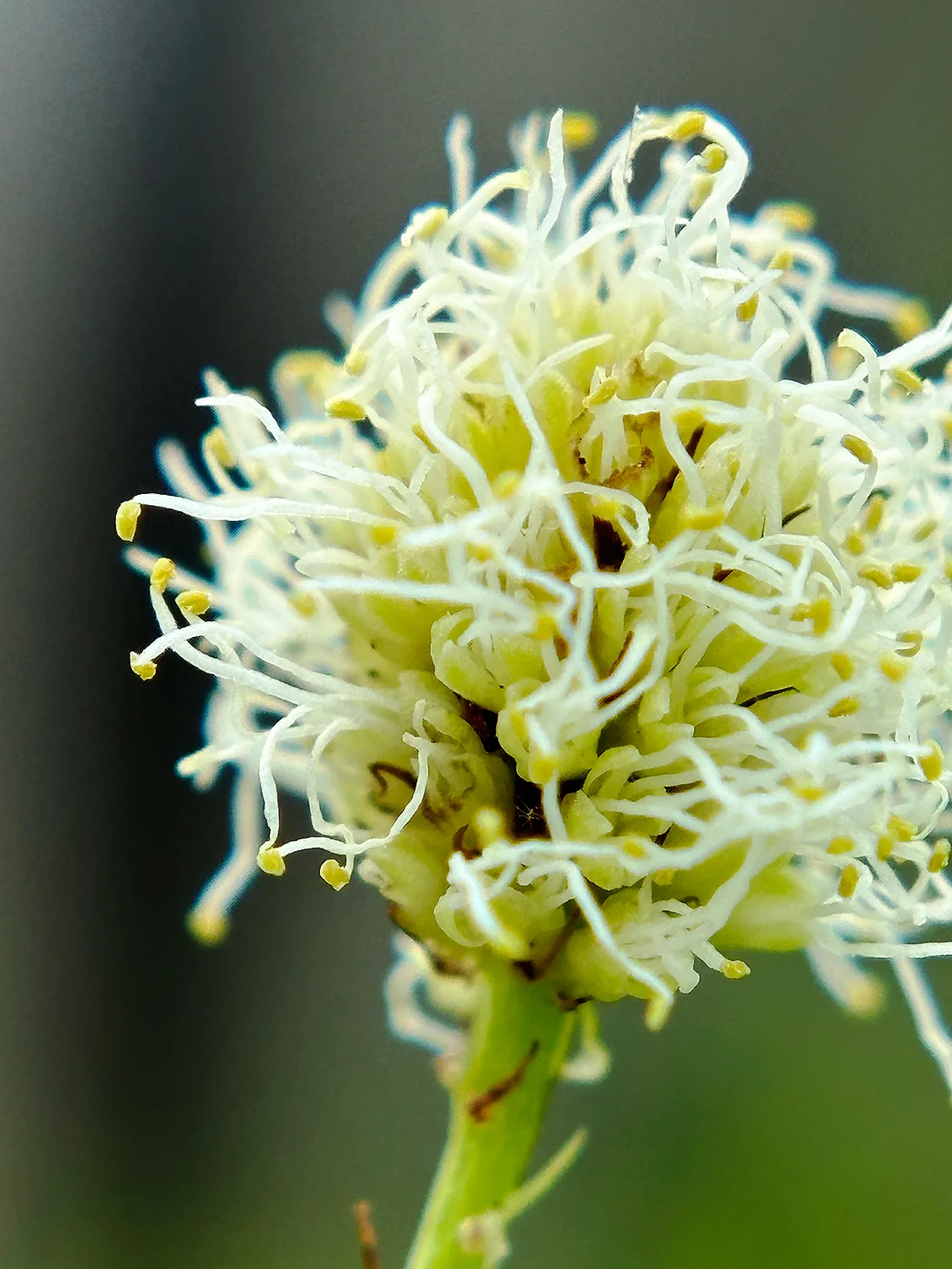 Illinois Bundleflower - Image 6