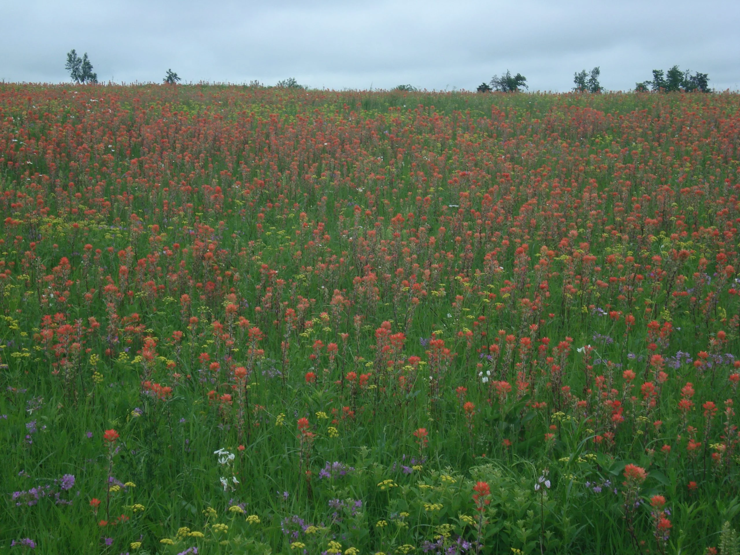 Indian Paintbrush (Castilleja coccinea), wildflower, hamilton native outpost