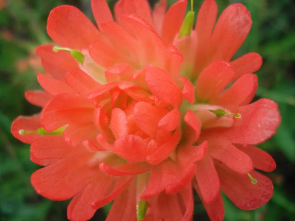 Indian Paintbrush (Castilleja coccinea), wildflower, hamilton native outpost