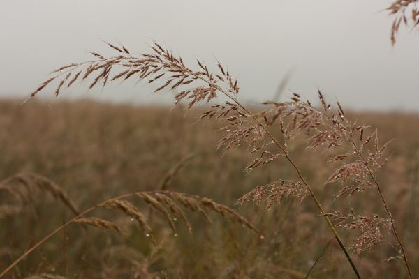 Indiangrass (Sorghastrum nutans), native grass, Hamilton Native Outpost