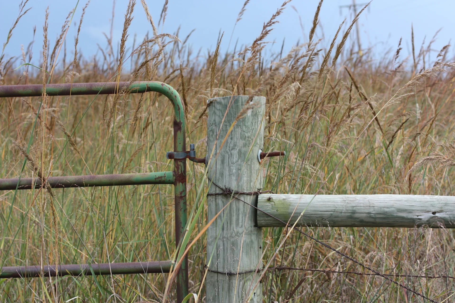 Indiangrass (Sorghastrum nutans), native grass, Hamilton Native Outpost