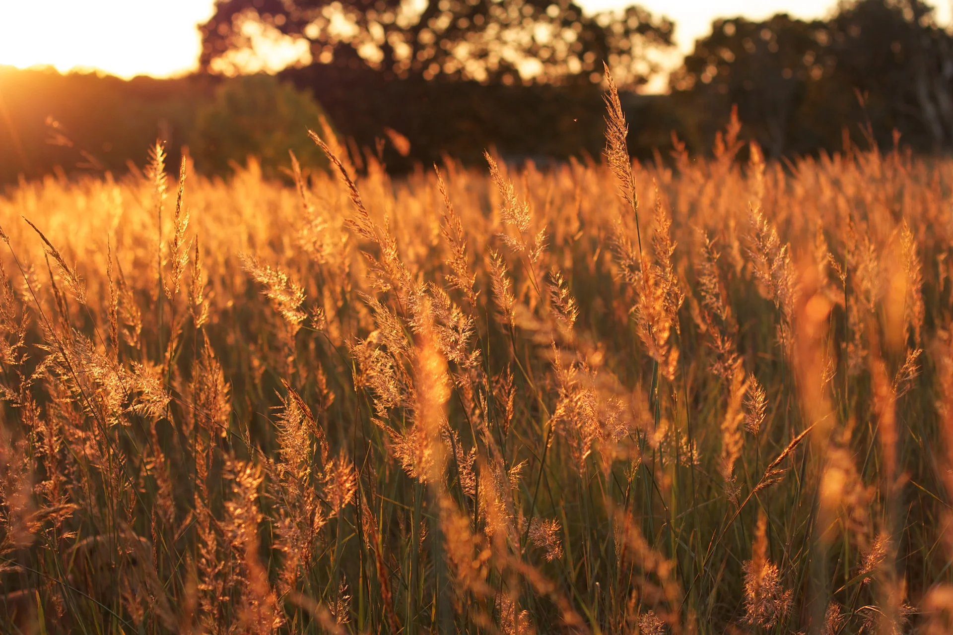 Indiangrass (Sorghastrum nutans), native grass, Hamilton Native Outpost