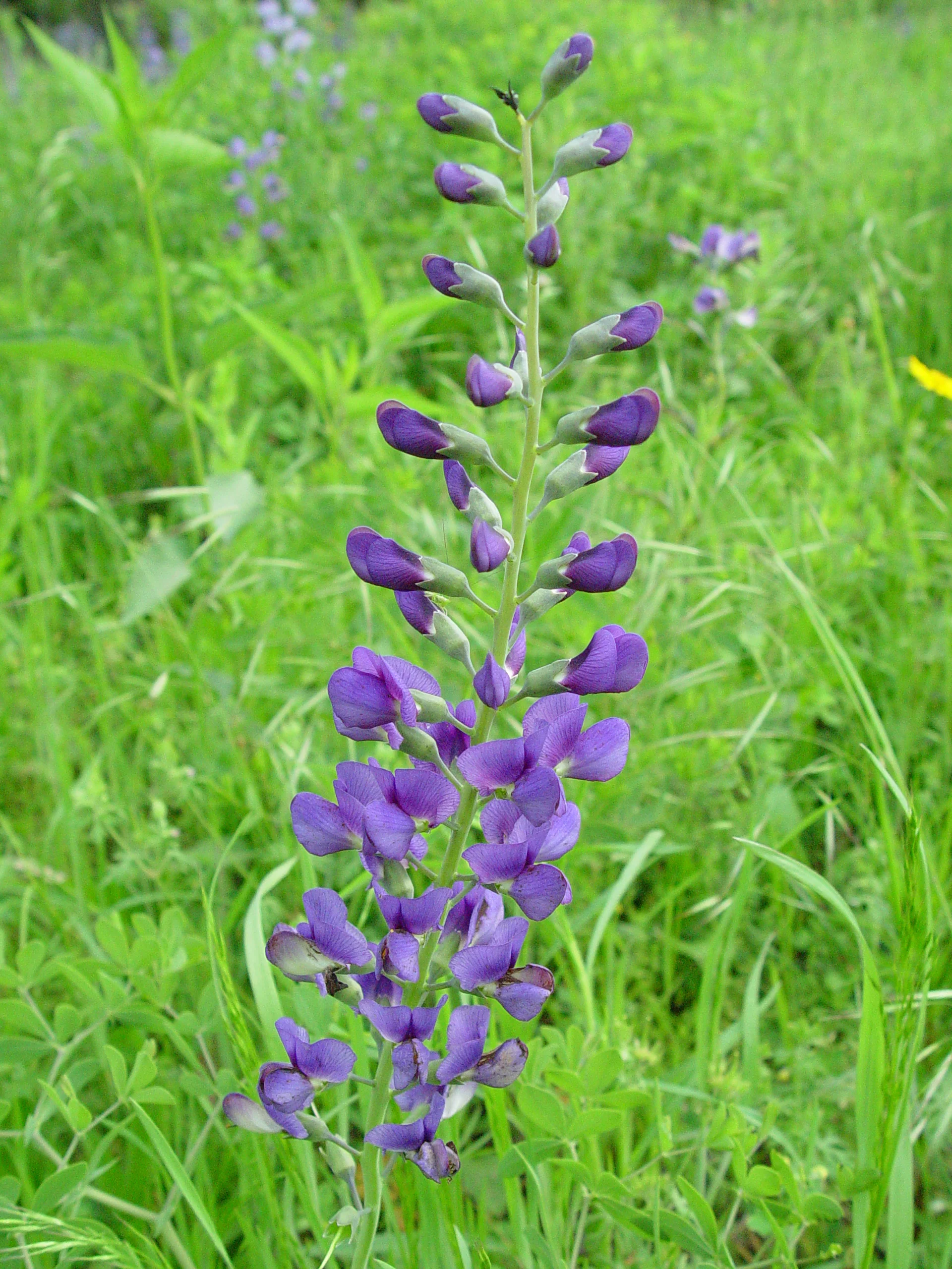 Indigo, Blue (Baptisia australis), native wildflower, Hamilton Native Outpost