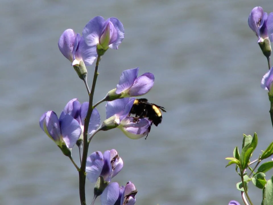 Blue Indigo (Baptisia australis), wildflower, Hamilton Native Outpost