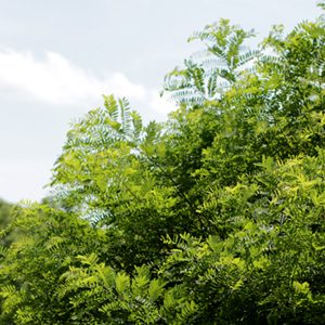Indigo, Bush