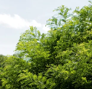 Indigo, Bush