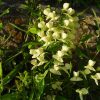 Creamy Indigo, (Baptisia bracteata), wildflower, Hamilton Native Outpost
