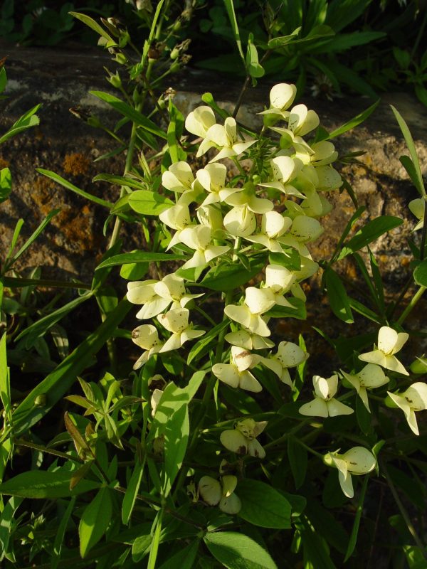 Creamy Indigo, (Baptisia bracteata), wildflower, Hamilton Native Outpost