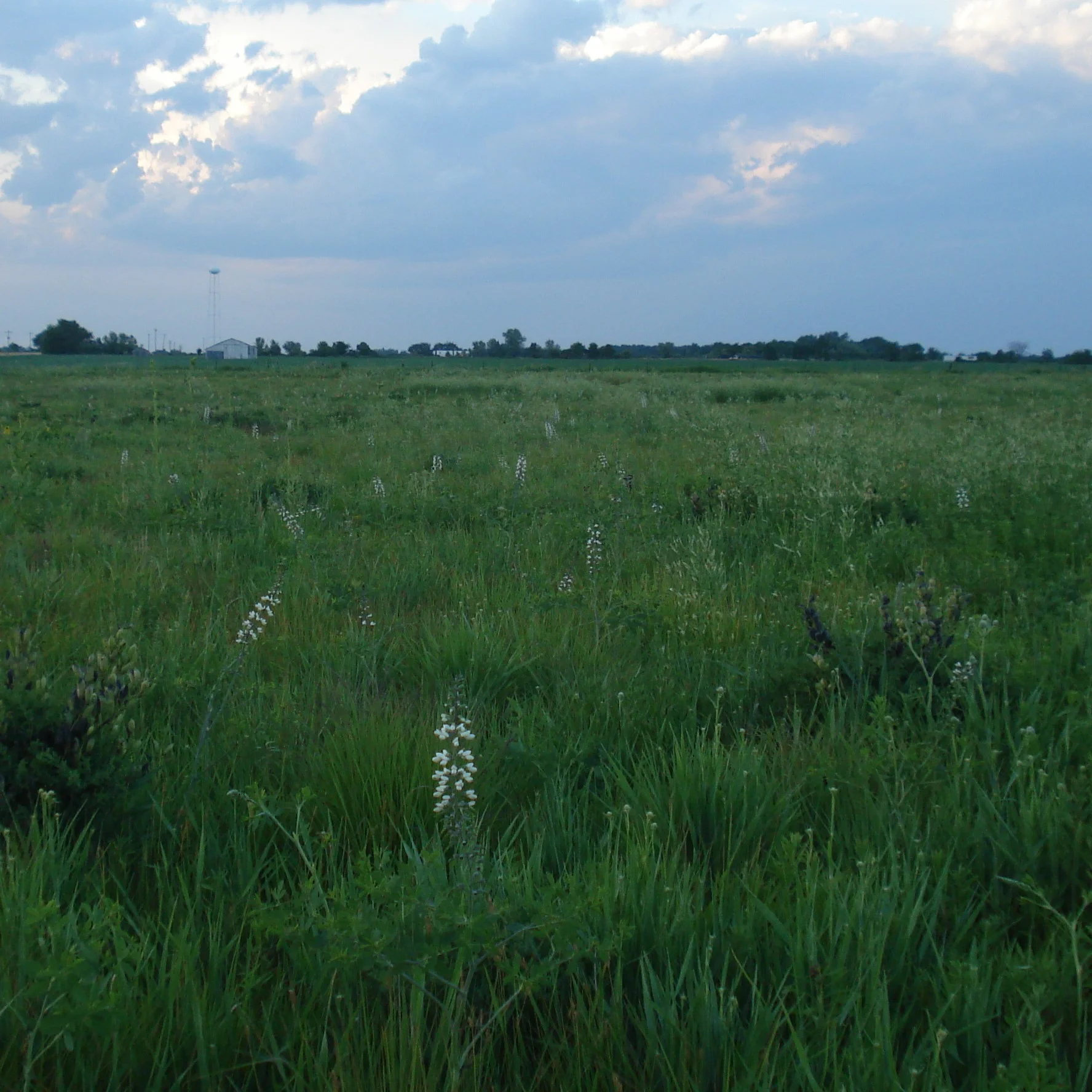 White Indigo (Baptisia alba), wildflower, Hamilton Native Outpost