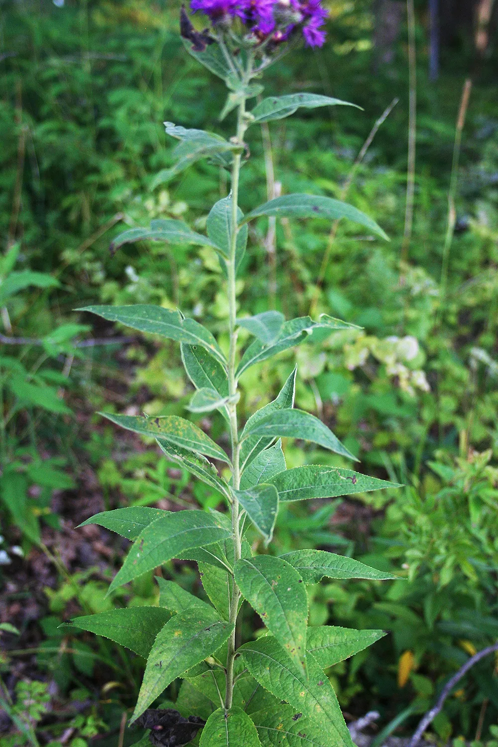 Ironweed, Western - Image 2
