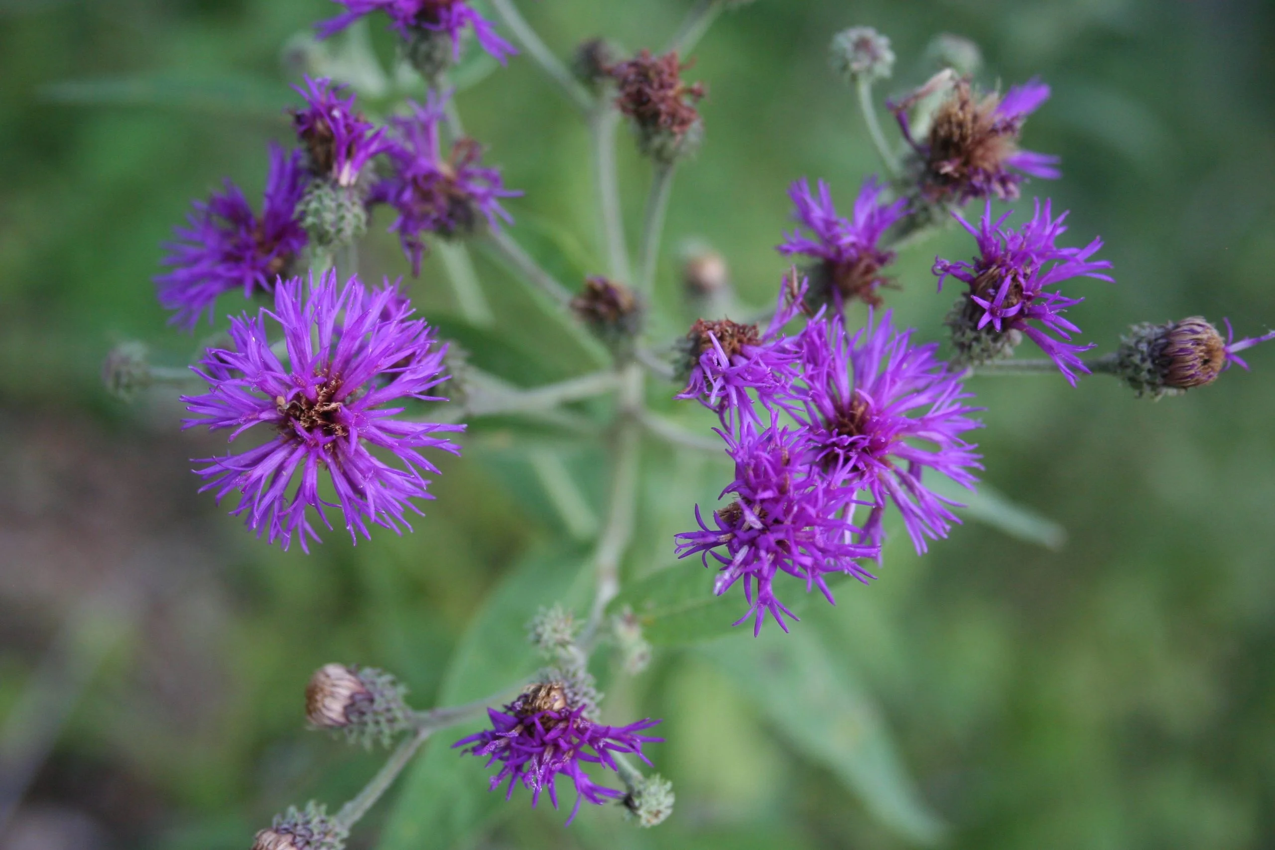 Western Ironweed (Vernonia baldwinii), wildflower, hamilton native outpost