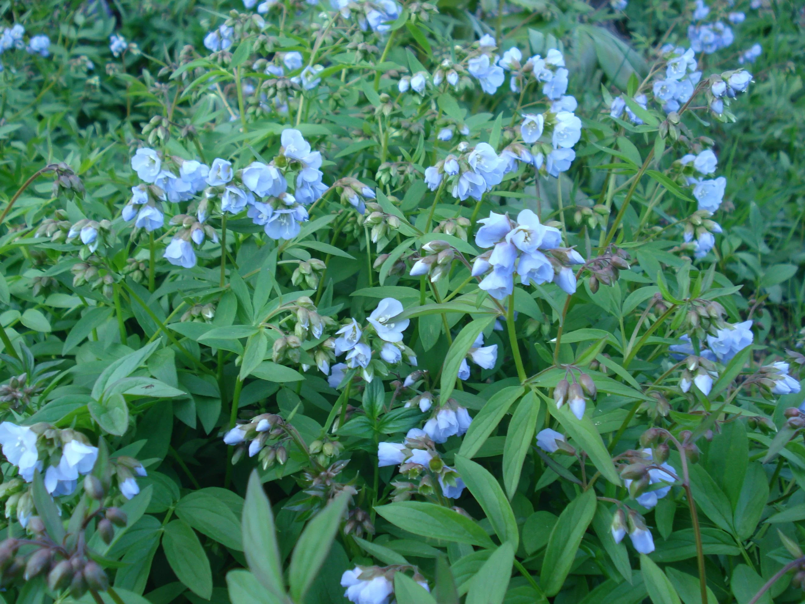 Jacob's Ladder (Polemonium reptans), native wildflower, Hamilton Native Outpost