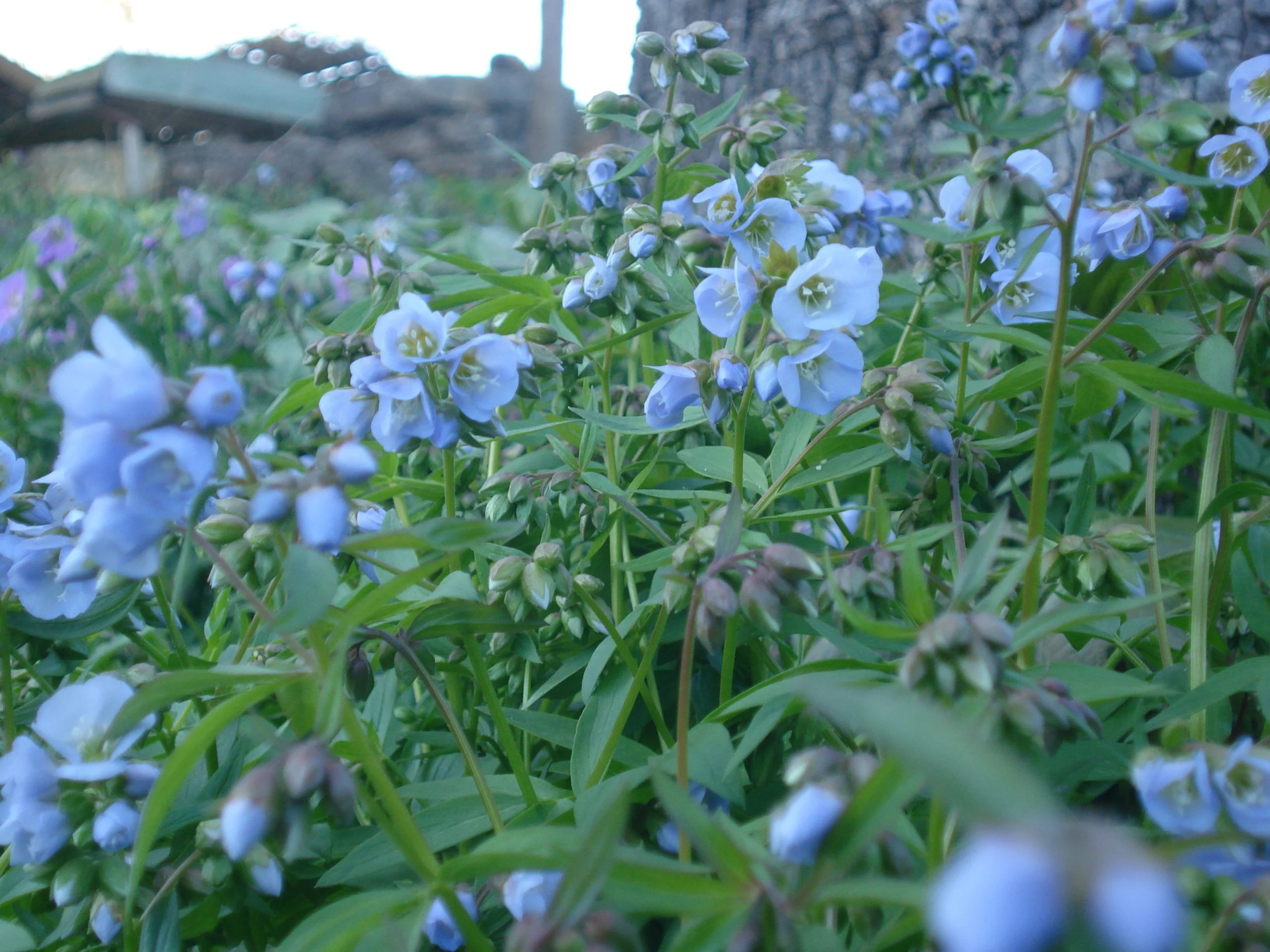 Jacob's Ladder (Polemonium reptans), native wildflower, Hamilton Native Outpost