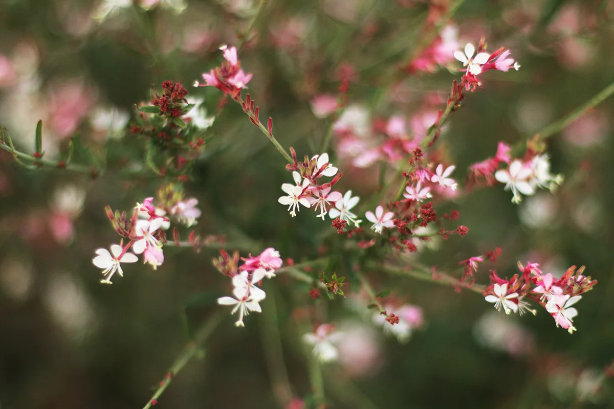 Gaura, Large flowered - Image 2