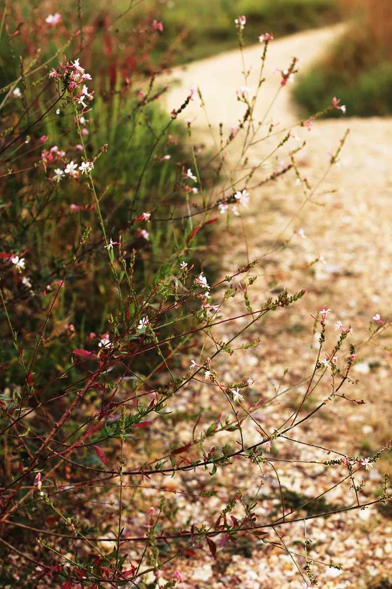 Gaura, Large flowered - Image 3