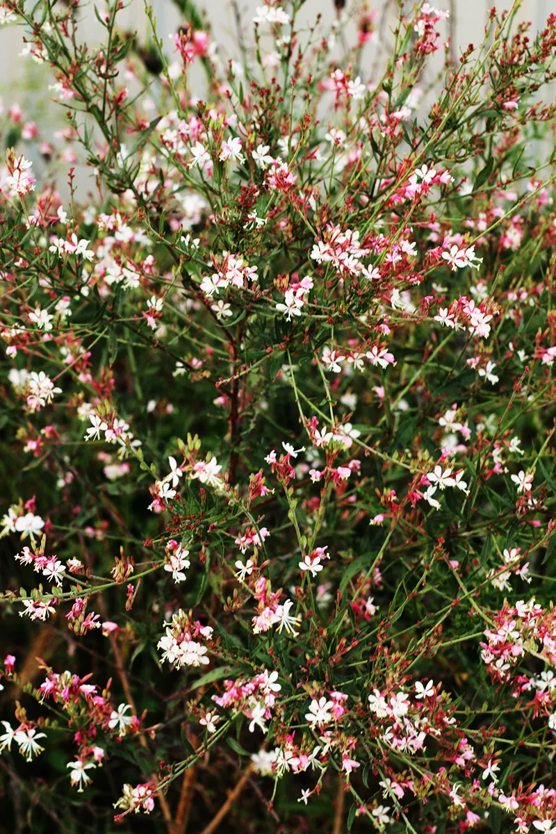 Gaura, Large flowered - Image 4