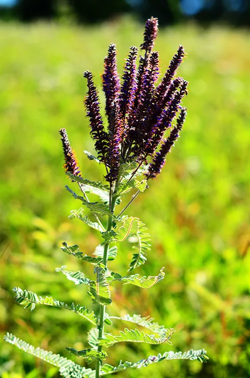 Leadplant - Image 4