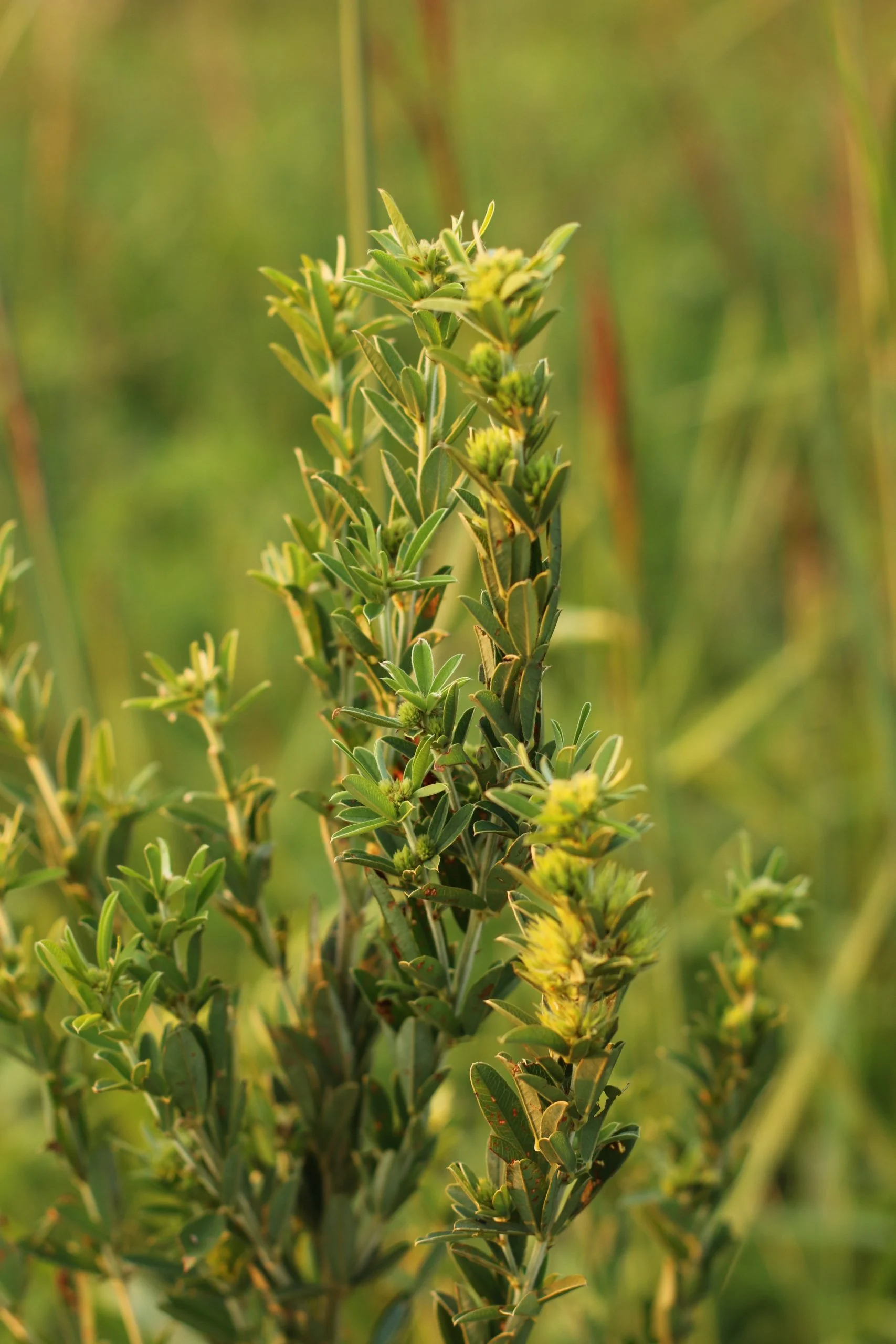 Roundhead Lespedeza (Lespedeza capitata), wildflower, hamilton native outpost