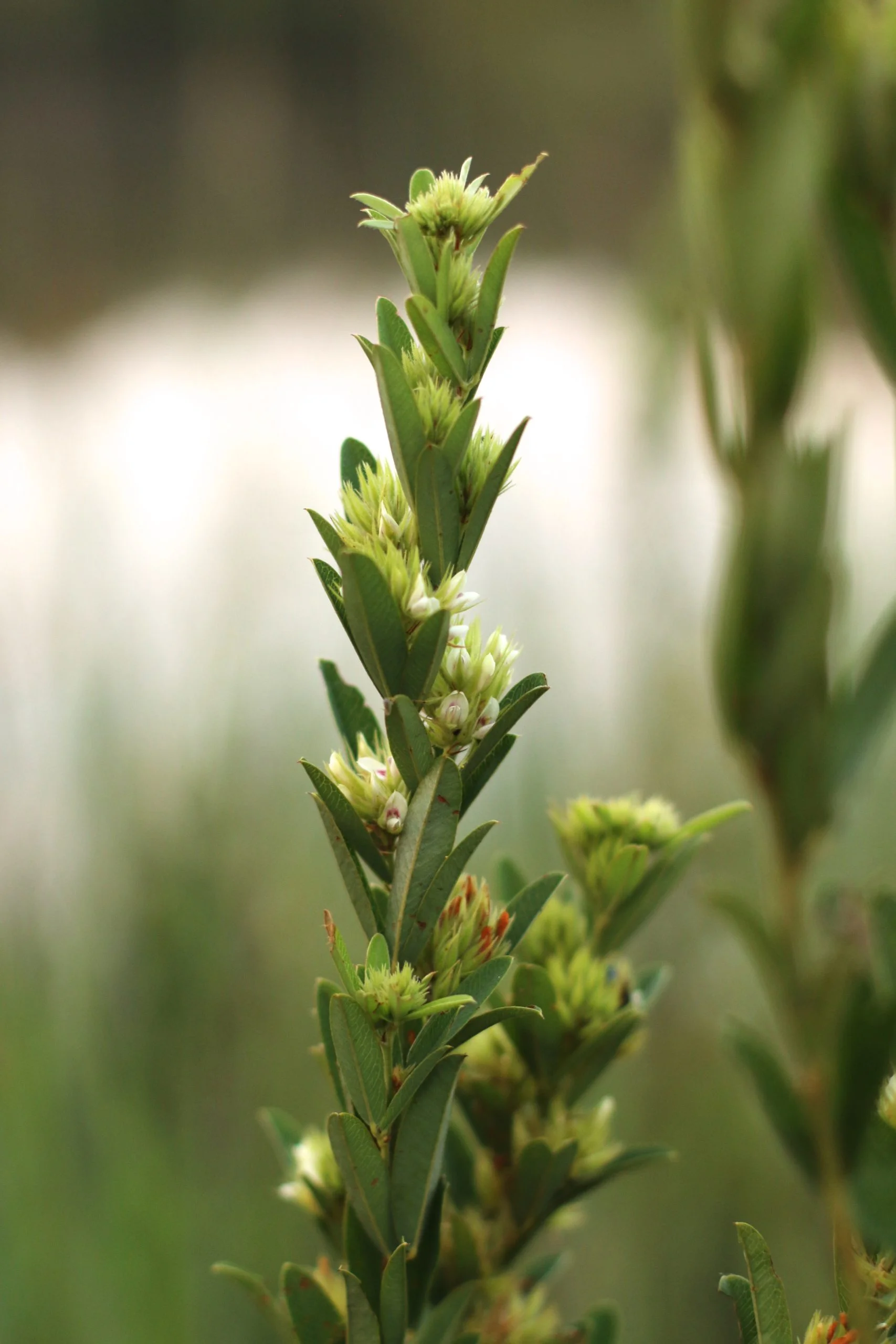 Roundhead Lespedeza (Lespedeza capitata), wildflower, hamilton native outpost
