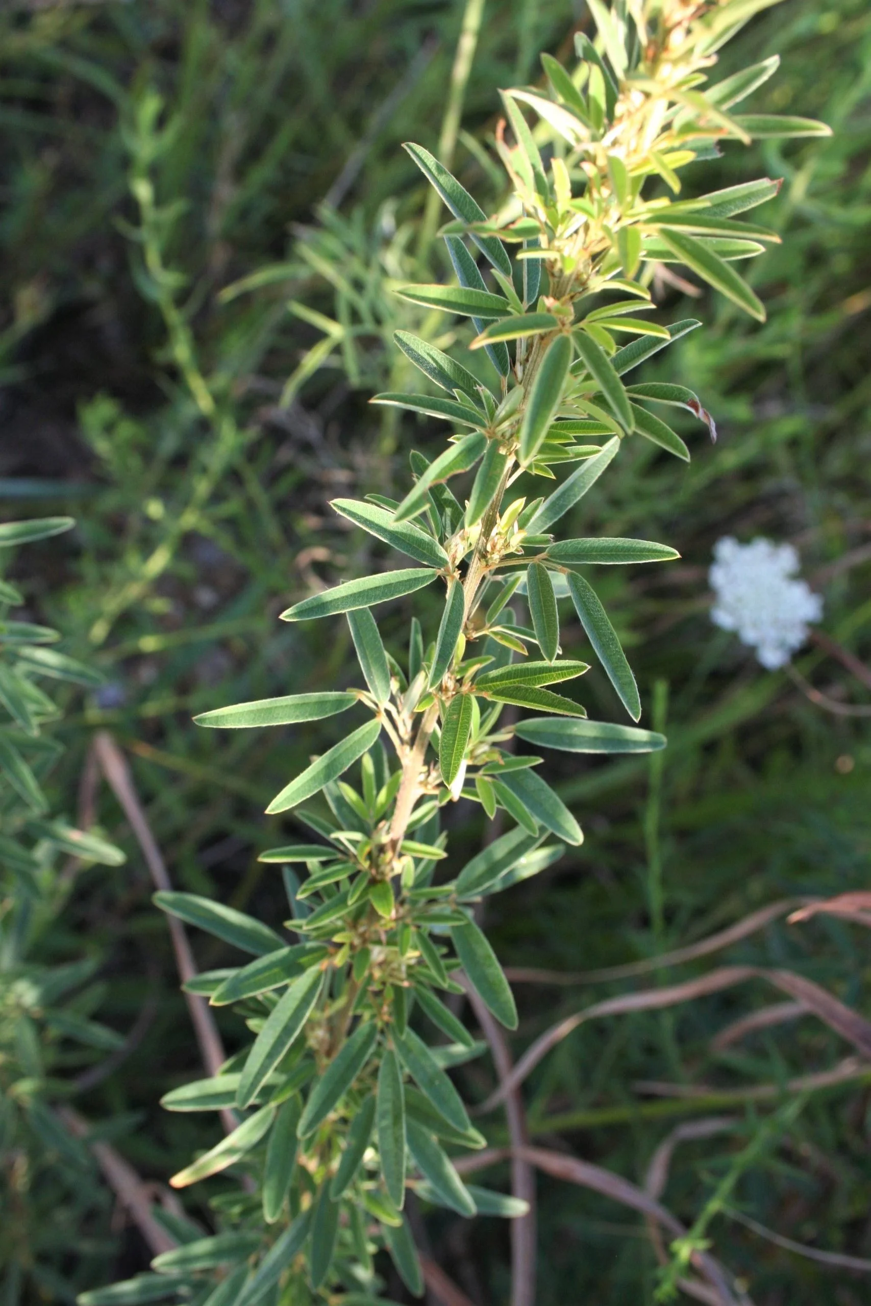 Slender Lespedeza (Lespedeza virginica), wildflower, Hamilton Native Outpost