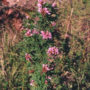 Slender Lespedeza (Lespedeza virginica), wildflower, Hamilton Native Outpost