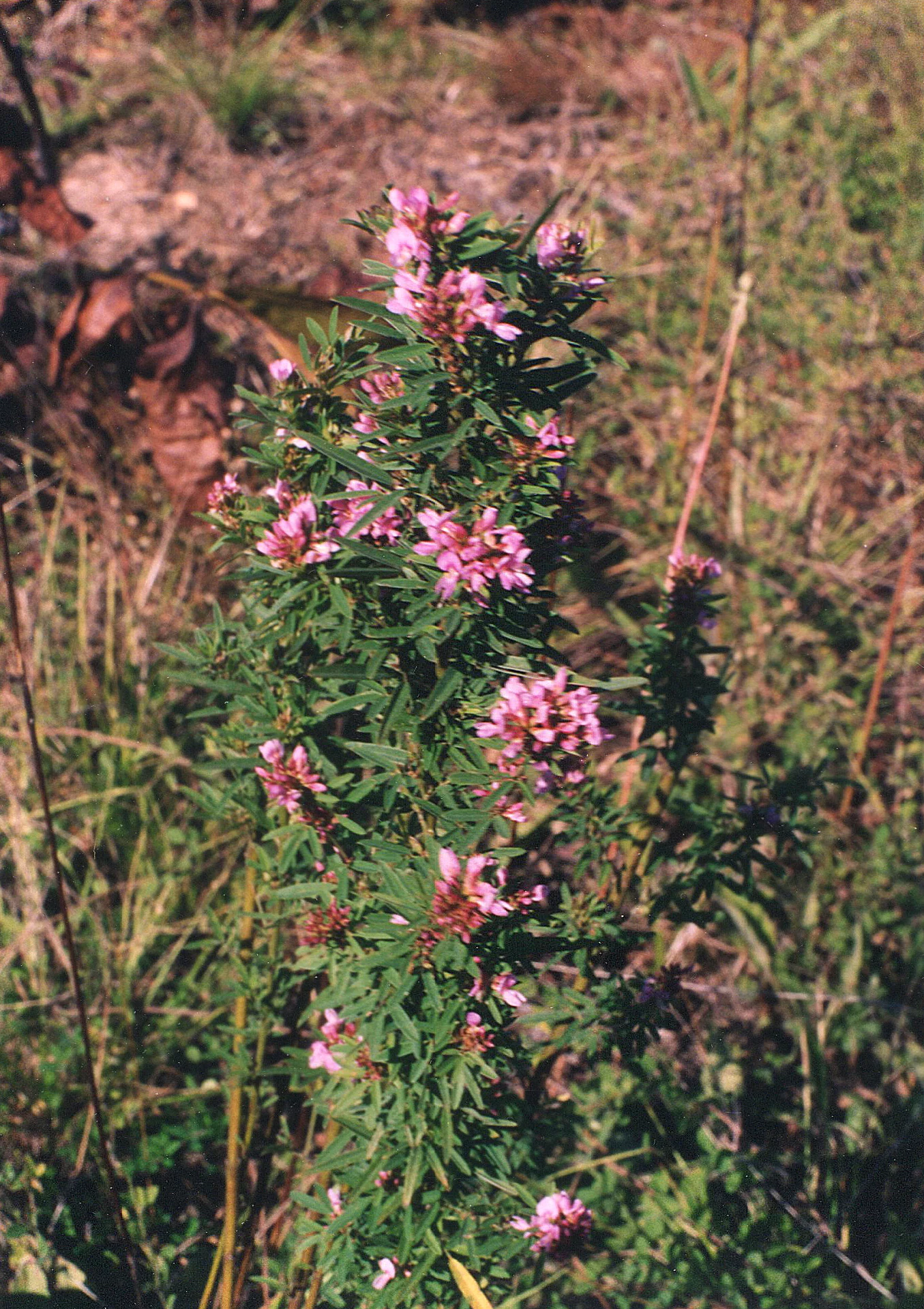 Slender Lespedeza (Lespedeza virginica), wildflower, Hamilton Native Outpost