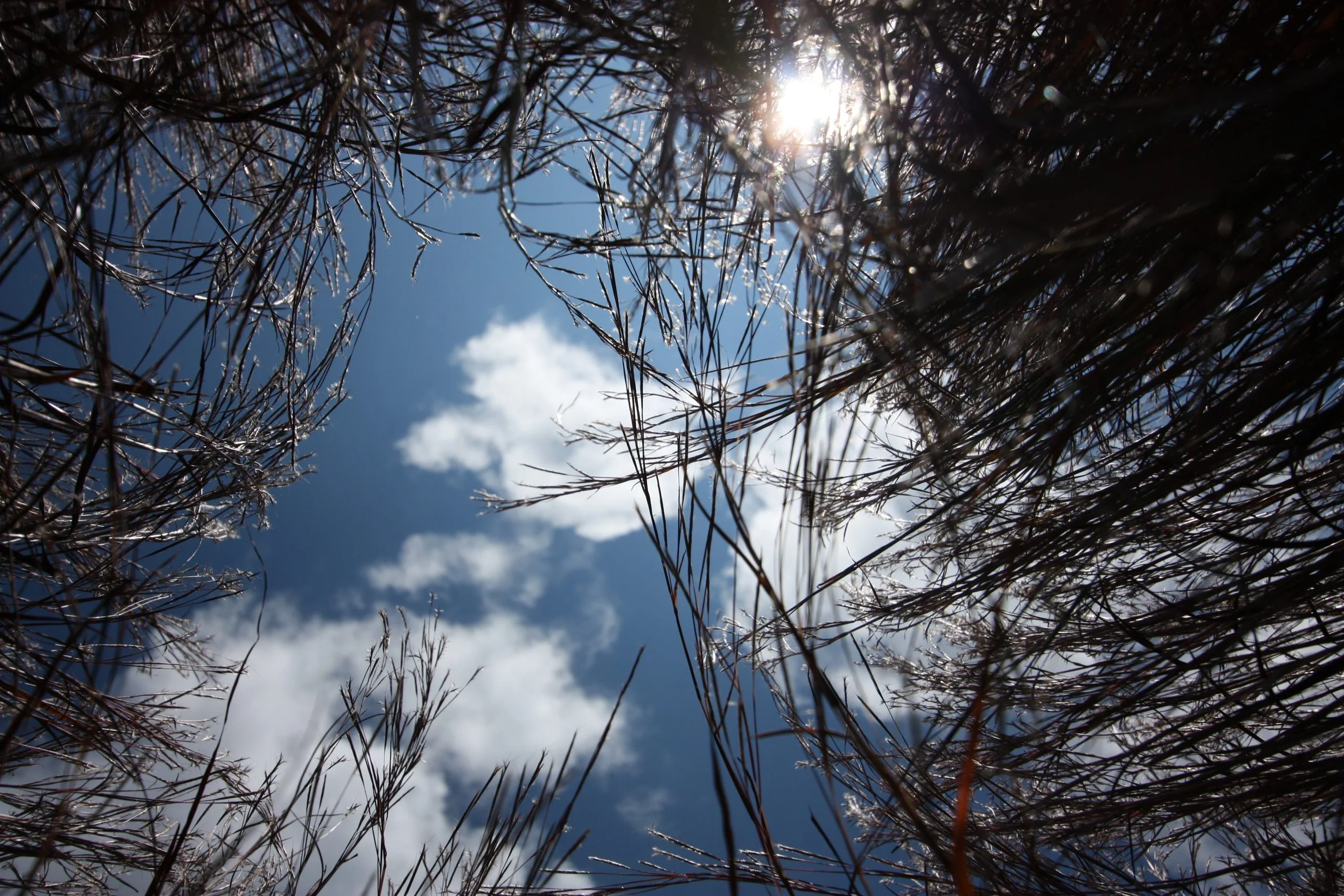 Little Bluestem (Schizachyrium scoparium), grass, Hamilton Native Outpost