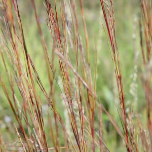 Little Bluestem (Schizachyrium scoparium), grass, Hamilton Native Outpost