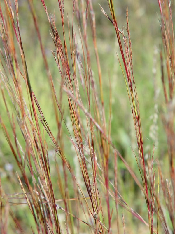 Little Bluestem (Schizachyrium scoparium), grass, Hamilton Native Outpost